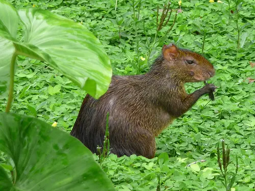 Experiencing the wildlife in Tambopata Ecolodge Peru