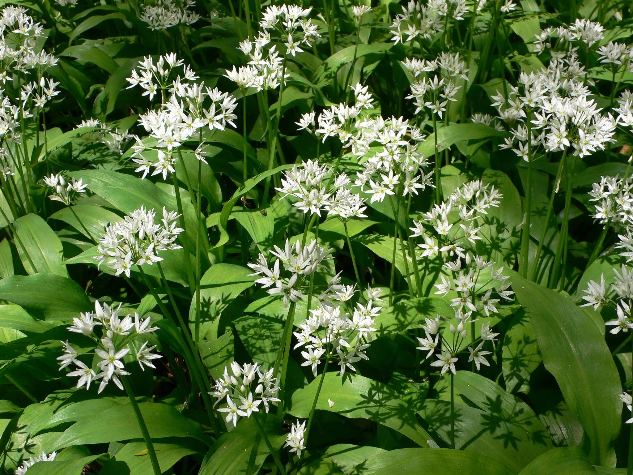 Wild Garlic in Bristol Photo Heatheronhertravels.com