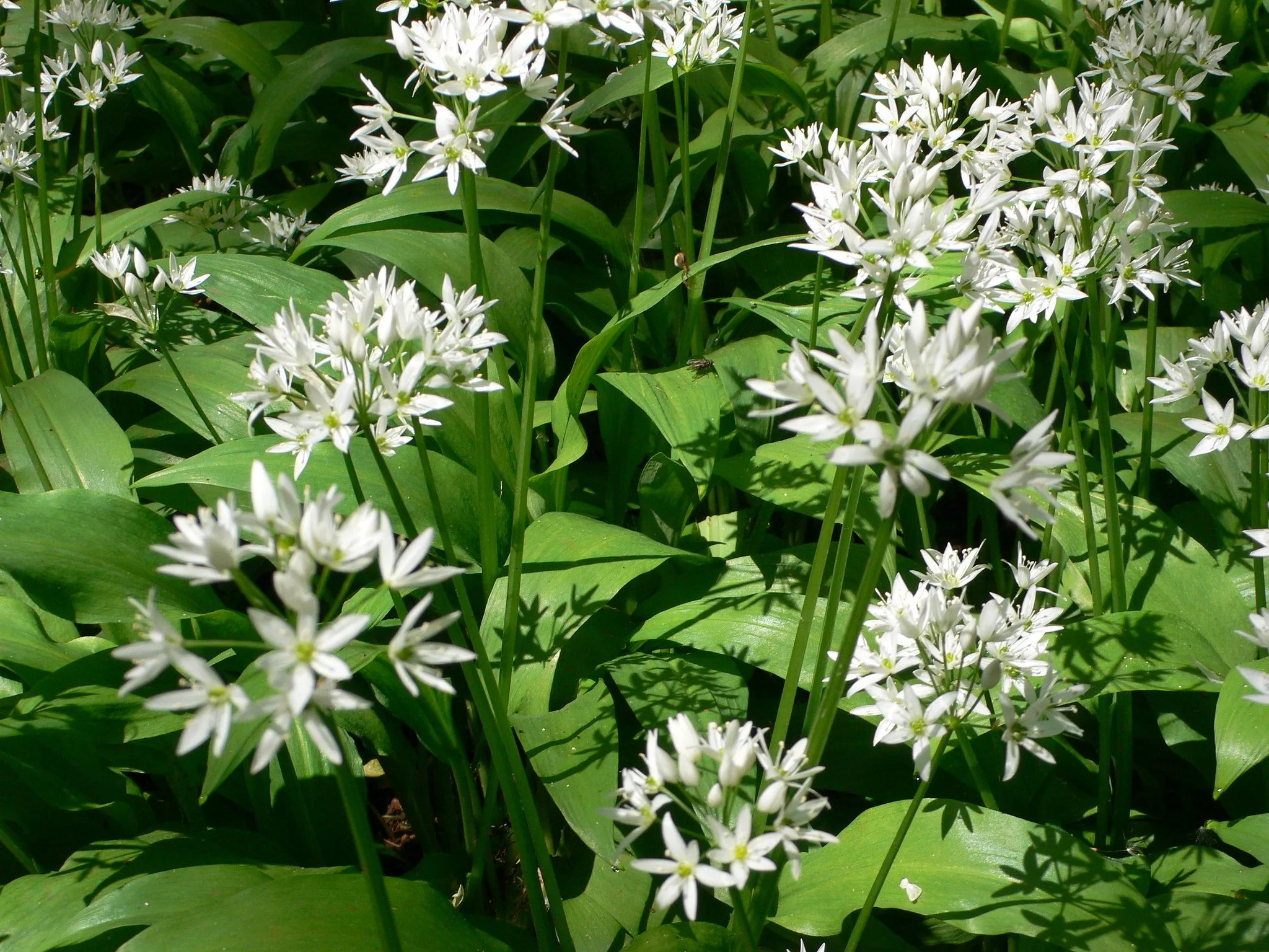 Wild Garlic in Bristol Photo Heatheronhertravels.com