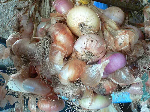 Home grown onions in greece