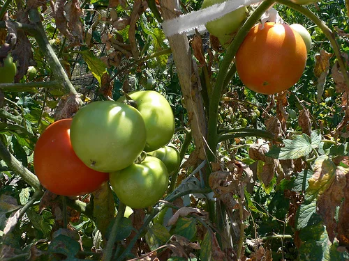 Home grown tomatoes in greece