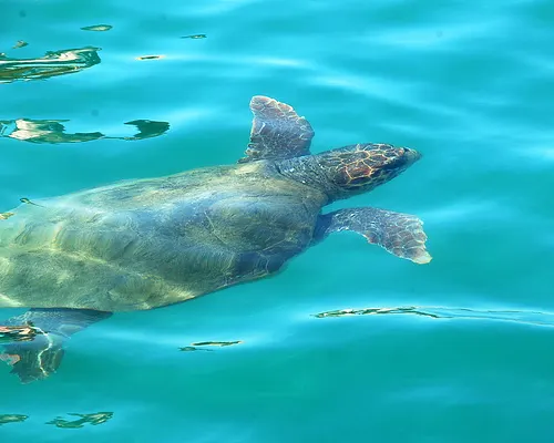 Caretta Caretta turtles on Zakynthos