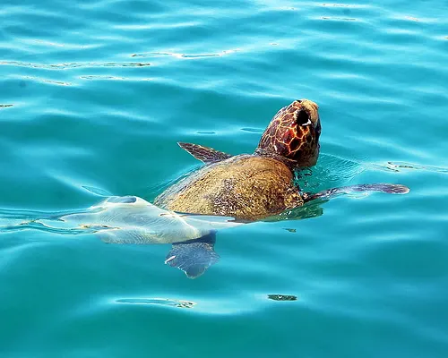 Turtles on Zakynthos