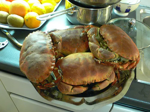 Crabs we bought on the island of Houat