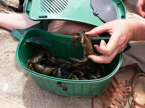 Crabs we caught on the island of Houat