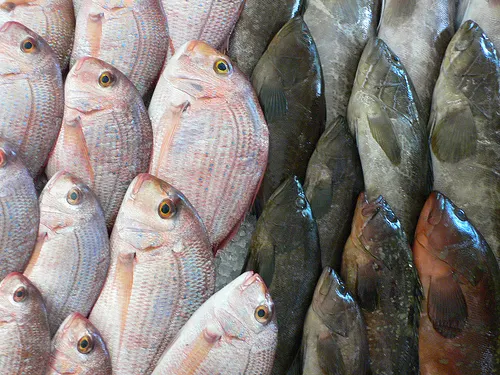 Fish waiting to be grilled in Lebanon