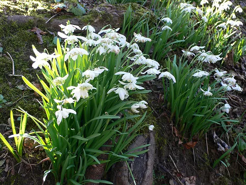 Snowdrops at Lytham Hall