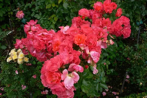 Roses in the Abbey House Gardens, Malsbury Photo: Heatheronhertravels.com