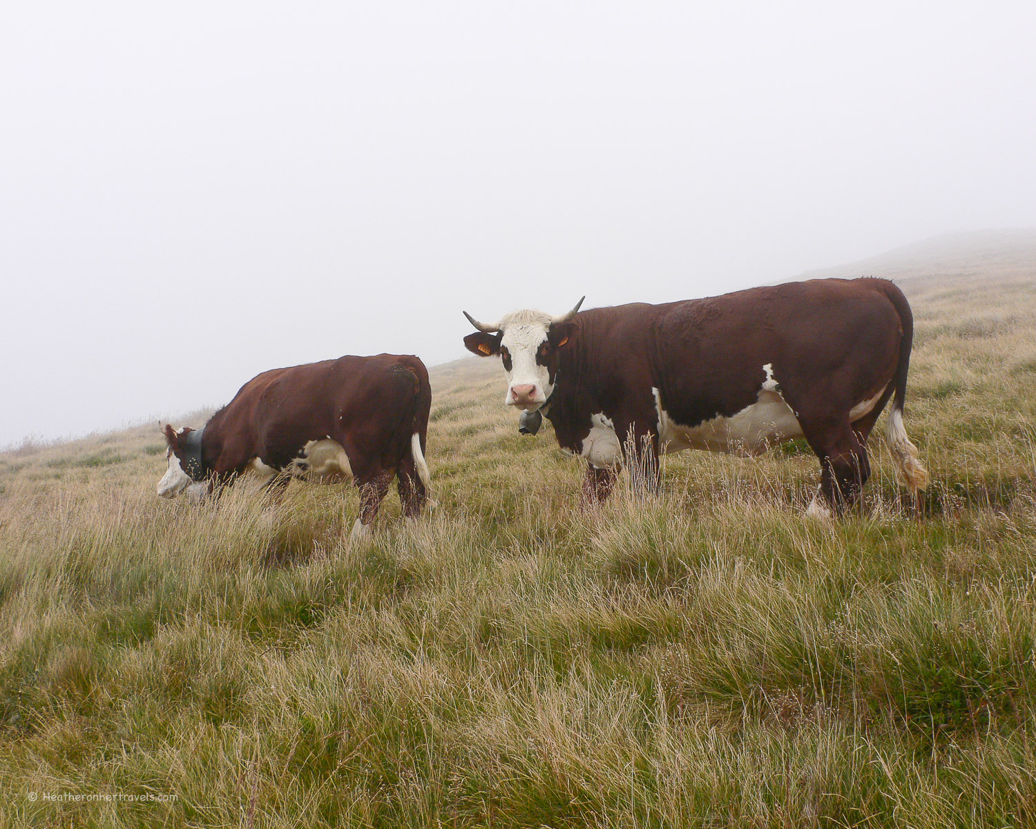 Cows on the road to Col de Possette