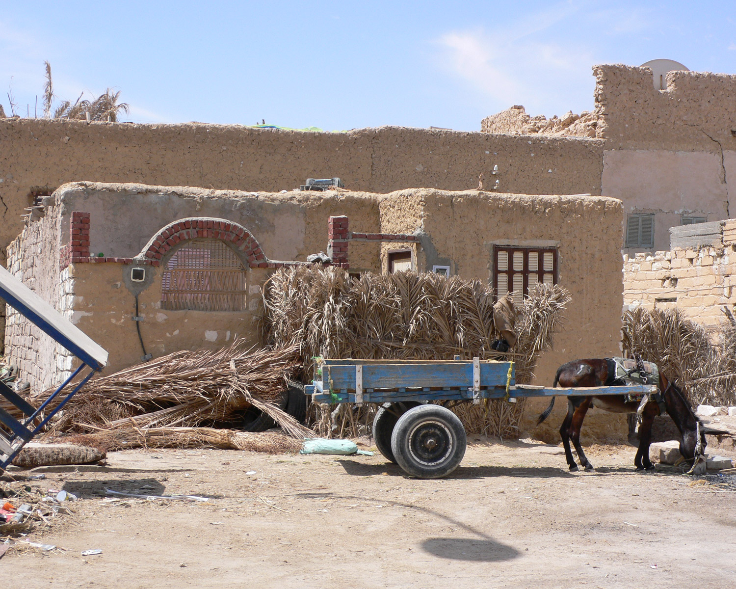 Donkey carts in Siwa oasis in Egypt