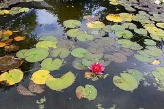 Lilies at Hidcote Manor Gardens Photo: Heatheronhertravels.com