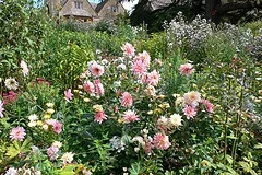 Dahlias at Hidcote Manor Gardens Photo: Heatheronhertravels.com