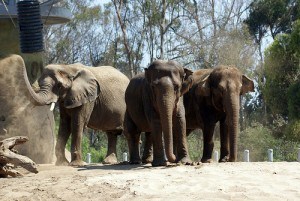 Elephant Odyssey in San Diego Zoo Photo: Cynr
