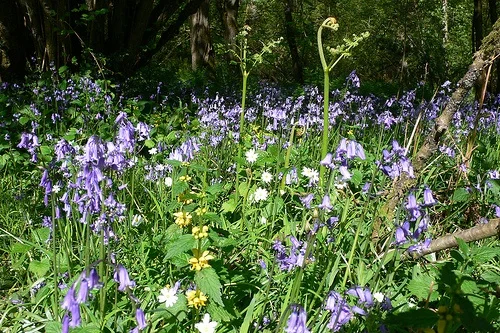 Bluebells in Prior's Wood, Nr Portbury, Bristol Photo: Heatheronhertravels.com