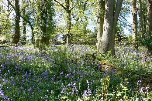 Bluebells in Prior's Wood, Nr Portbury, Bristol Photo: Heatheronhertravels.com