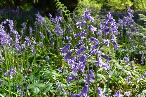 Bluebells in Prior's Wood, Nr Portbury, Bristol Photo: Heatheronhertravels.com