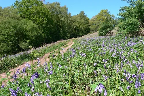 Bluebells in Prior's Wood, Nr Portbury, Bristol Photo: Heatheronhertravels.com