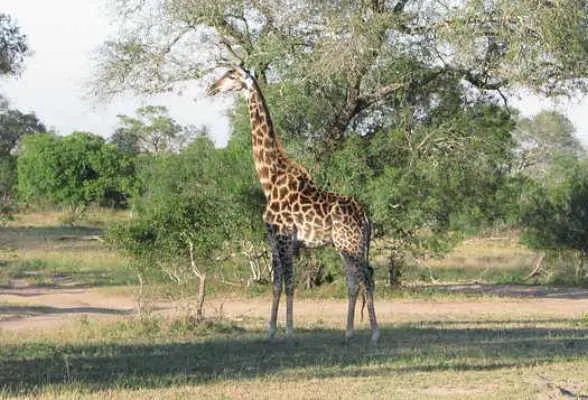 Safari in South Africa