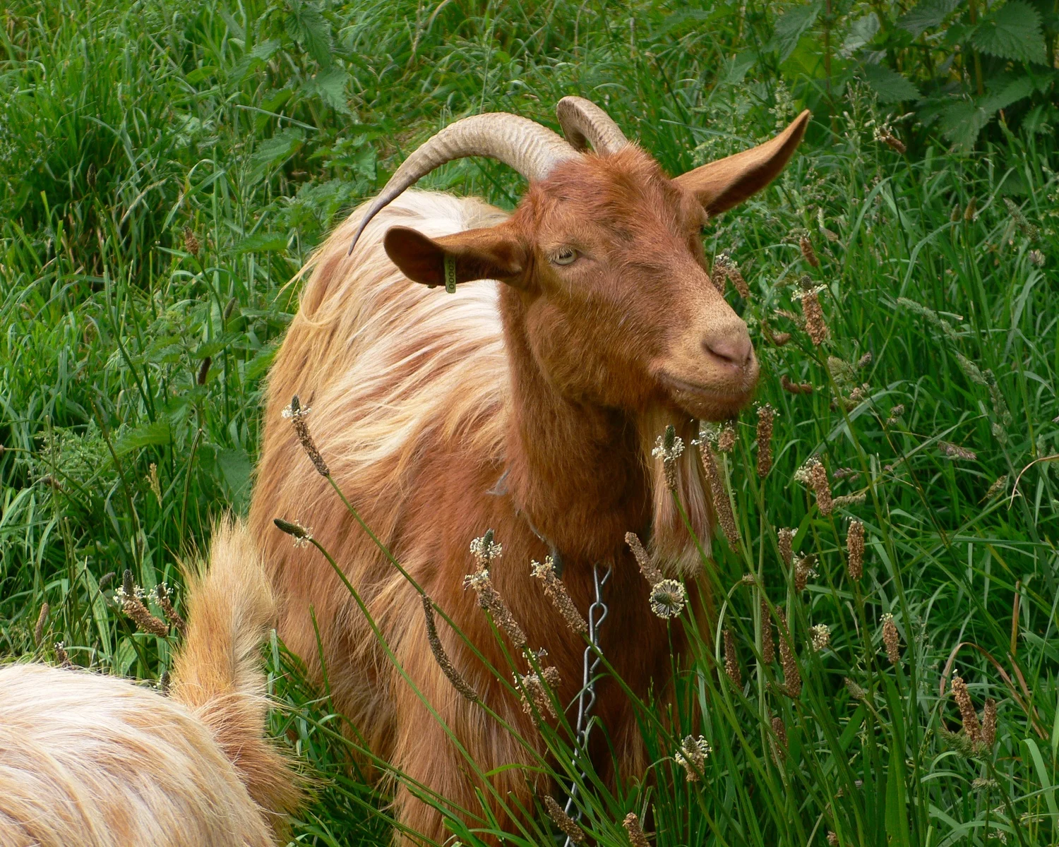 Golden Guernsey Goats - Guernsey Food Photo Heatheronhertravels.com