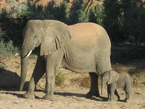 Desert Elephant and Baby in Namibia Photo: Guy Cowper at Heatheronhertravels.com