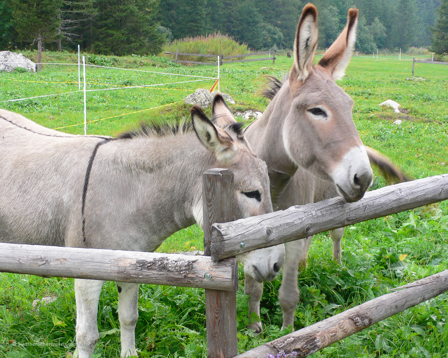 Mules at Gite Bon Abri at Champex Lac