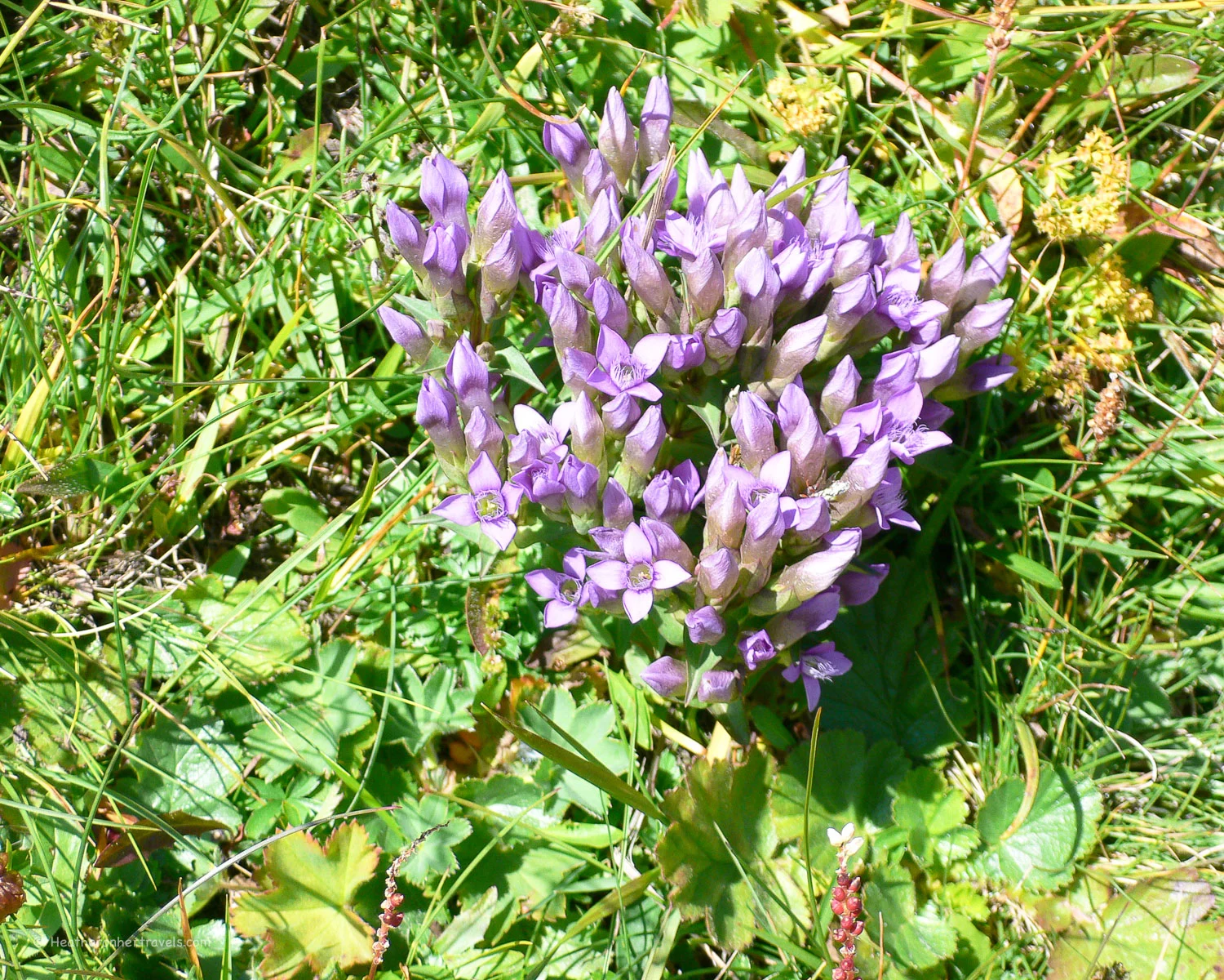 Alpine flowers on the Tour de Mont Blanc