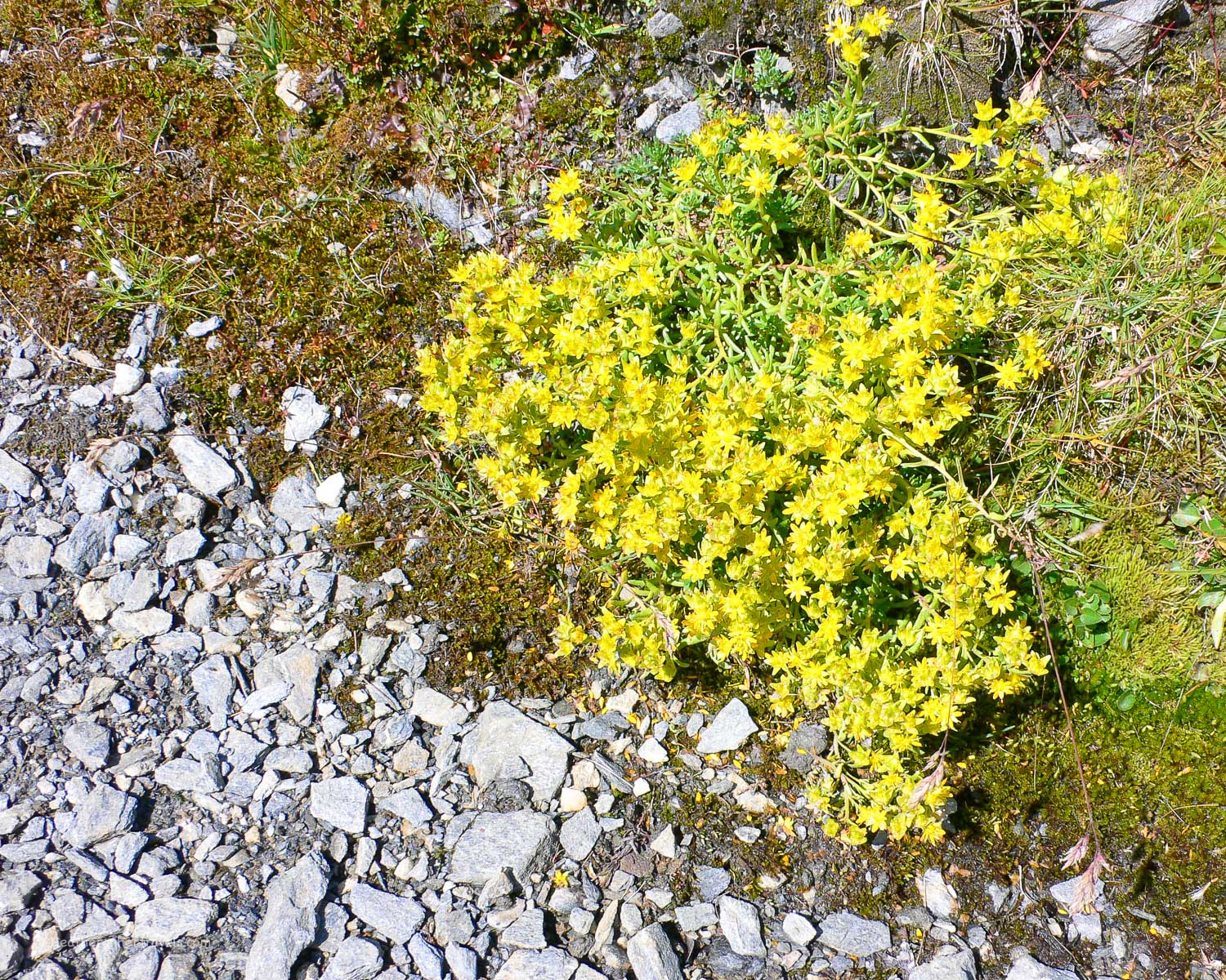 Alpine flowers on the Tour de Mont Blanc