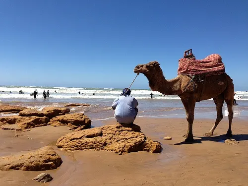 Camel on the beach at Taghazout, Morocco Photo: Heatheronhertravels.com