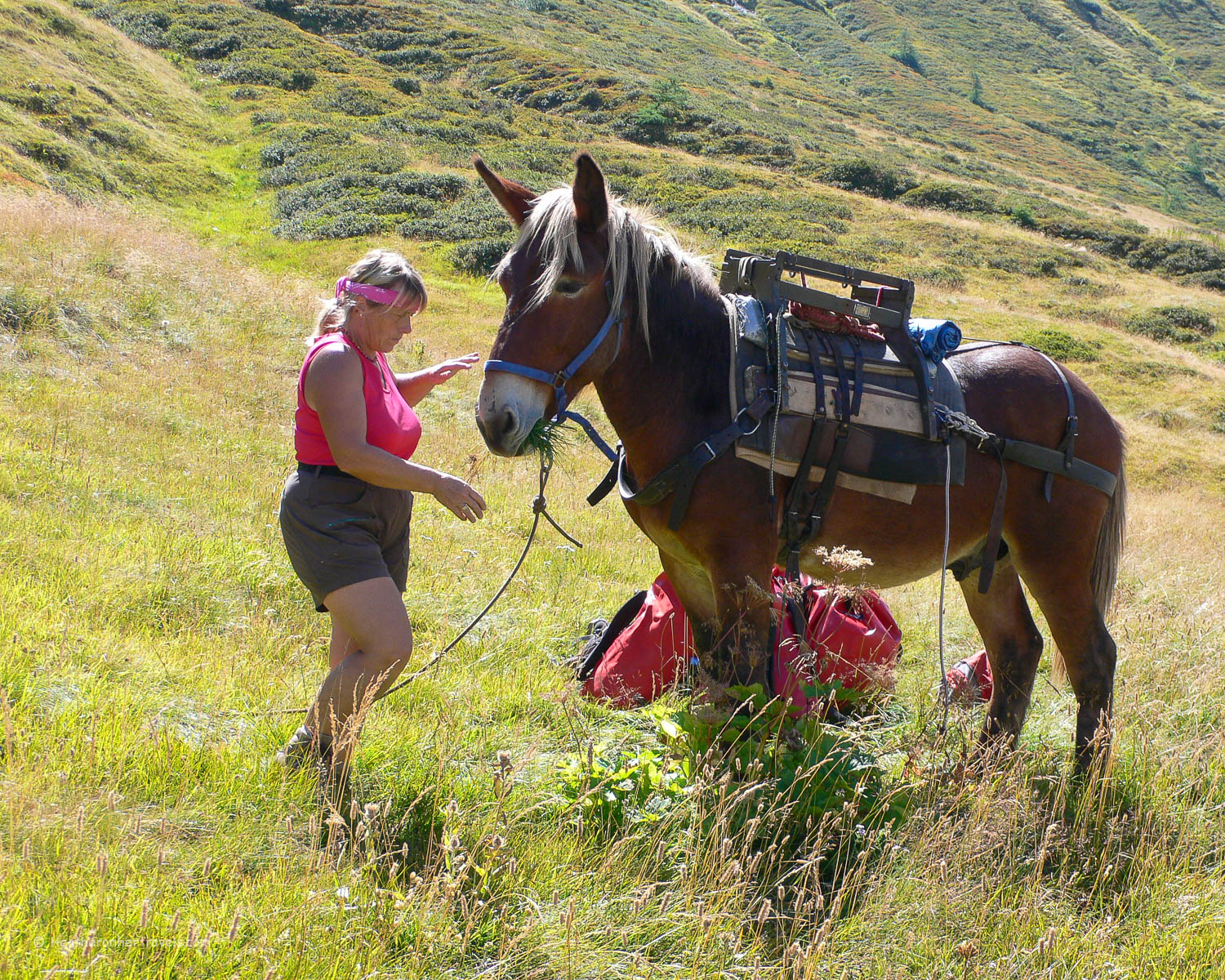 The Mule carries the walker's baggage on the Tour de Mont Blanc