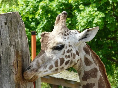 London Zoo Photo Loz Flowers on Flickr