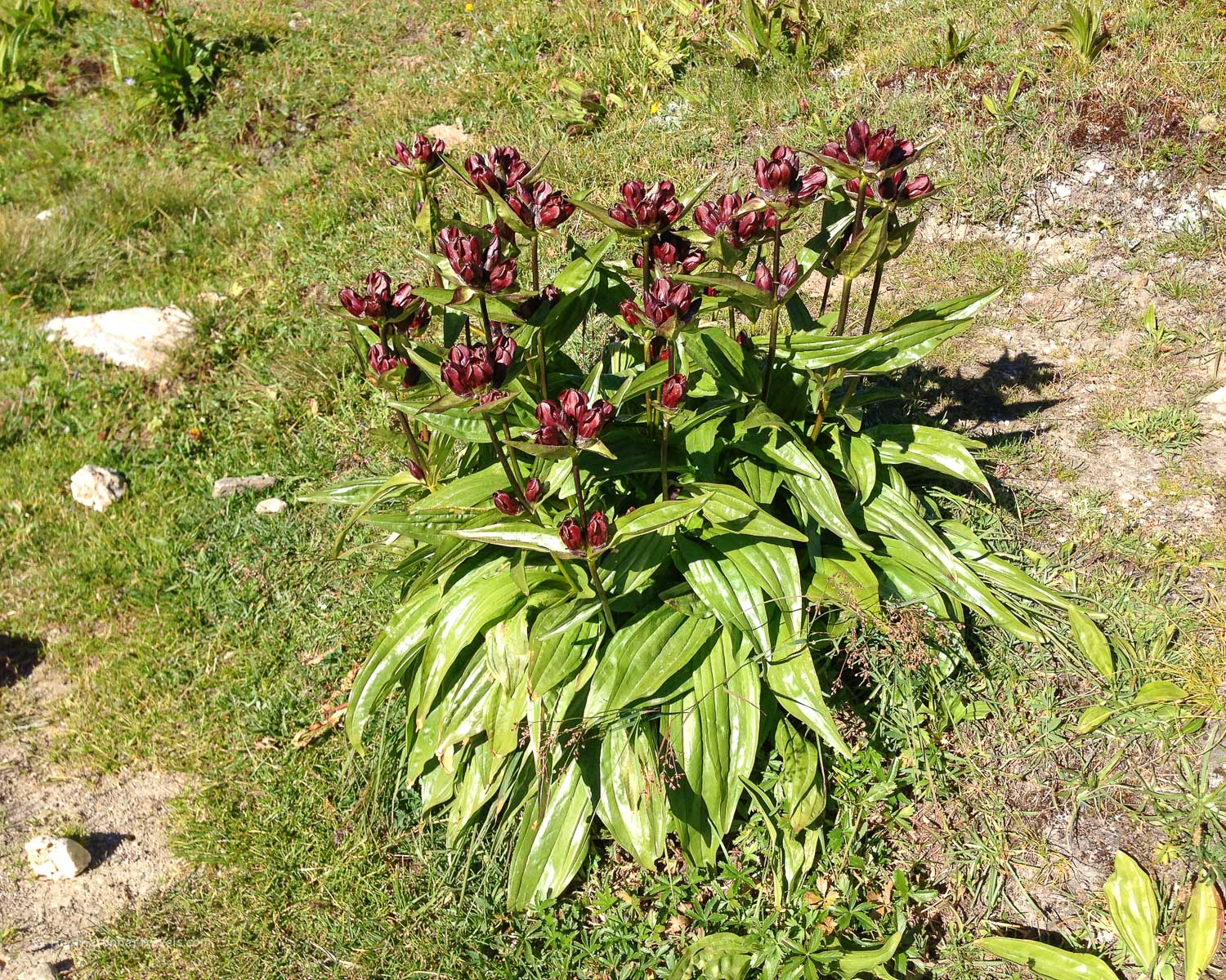 Alpine flowers on the Tour de Mont Blanc