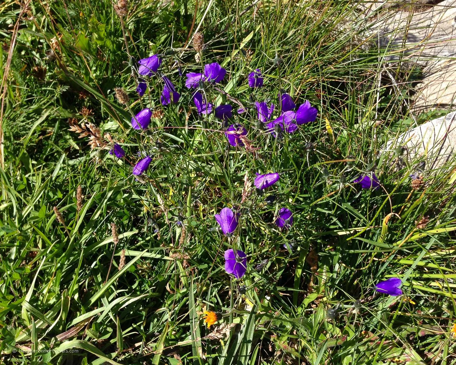 Alpine flowers on the Tour de Mont Blanc