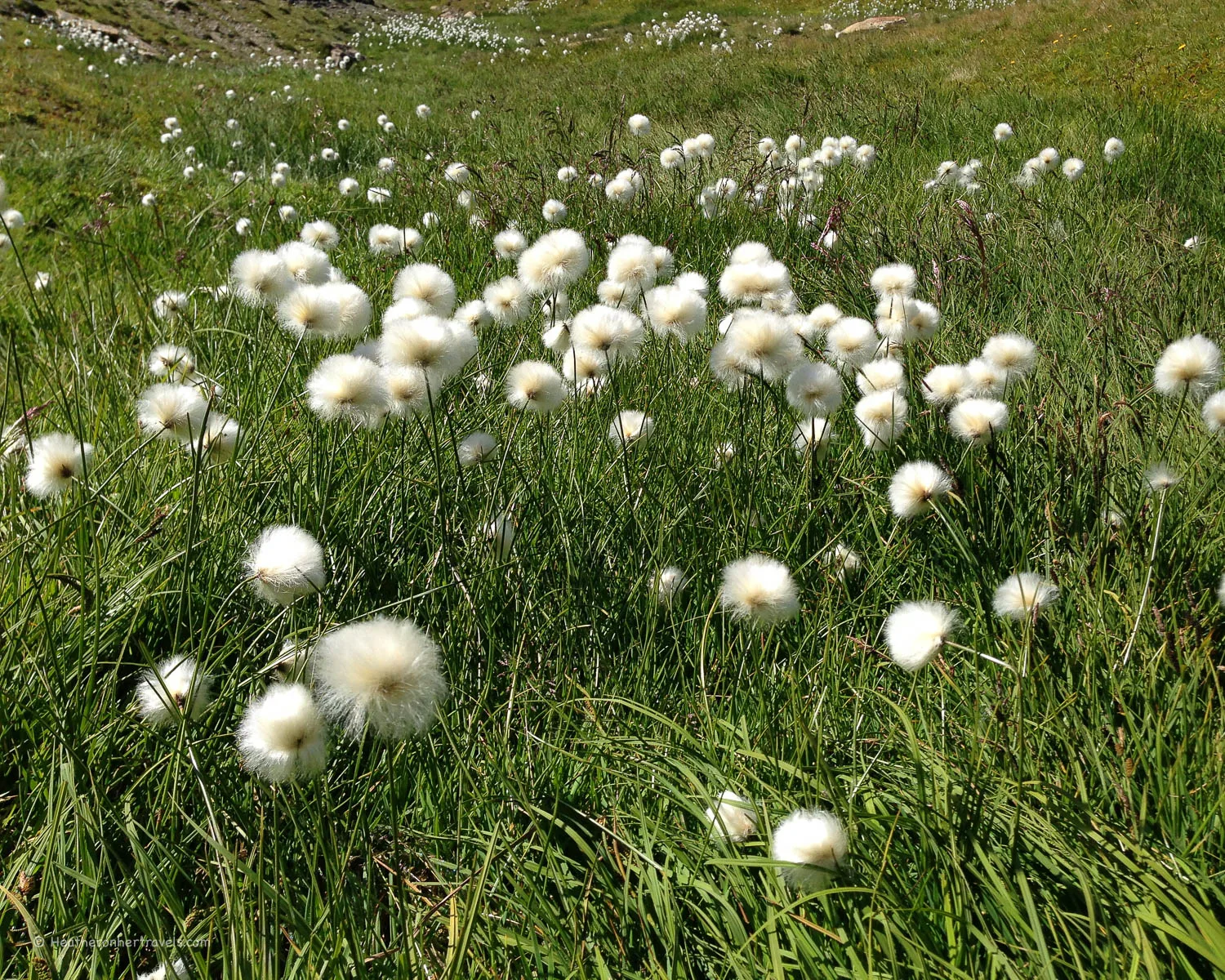 Alpine flowers on the Tour de Mont Blanc