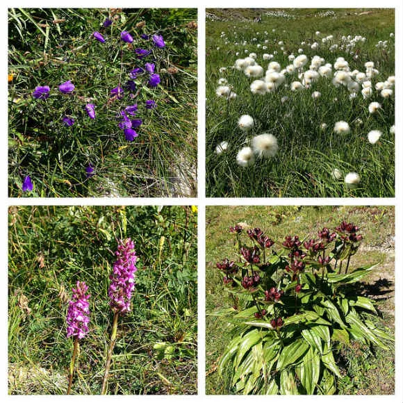 Wildflowers on the Tour de Mont Blanc Photo: Heatheronhertravels.com