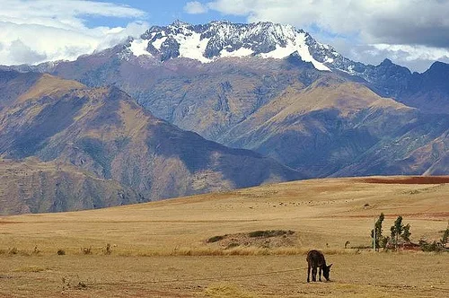 Horses graze in the Andes, Peru Photo: Jonathan Lillie