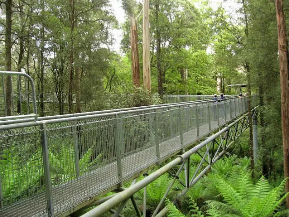 Beginning of the Otway Fly Tree Top Walk Photo: Marie of Flickr