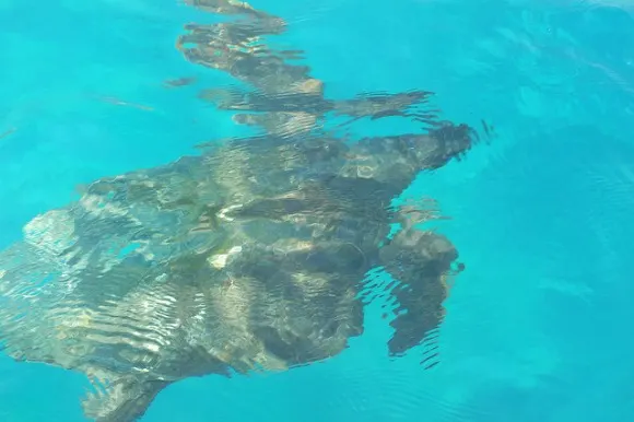 Laganas boat trips to see the Loggerhead turtles in Laganas bay Photo: Heatheronhertravels.com