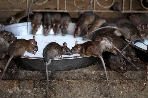 Rats at Karni Mata Temple, India Photo: Koen on Flickr