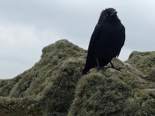 Jackdaw on Skomer Island in Wales Photo: Heatheronhertravels.com