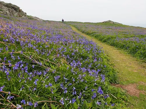 Bluebell Path on Skomer Island in Pembrokeshire Photo: Heatheronhertravels.com