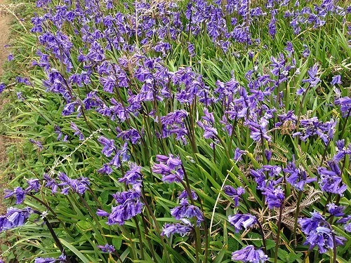 Bluebells on Skomer Island in Pembrokeshore Photo: Heatheronhertravels.com