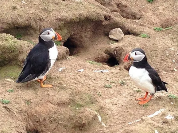 Puffins on Skomer Island in Wales, Photo: Heatheronhertravels.com