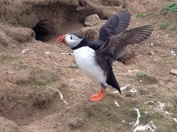 Puffins on Skomer Island in Wales, Photo: Heatheronhertravels.com