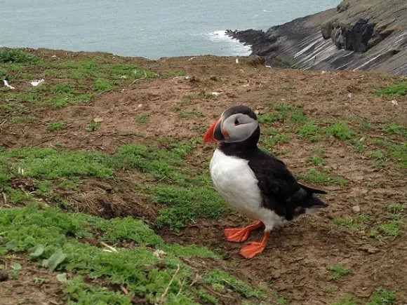 Puffins on Skomer Island in Wales, Photo: Heatheronhertravels.com