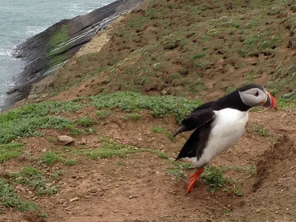 Puffins on Skomer Island in Wales, Photo: Heatheronhertravels.com