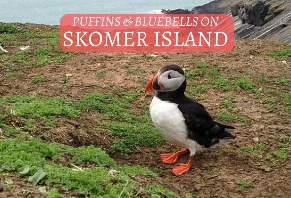 Puffins on Skomer island