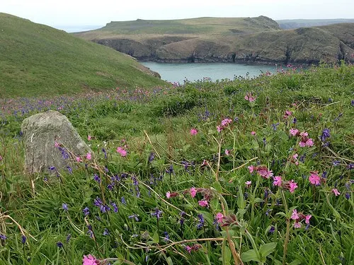 Wildflowers on Skomer Island in Pembrokeshire, Wales Photo: Heatheronhertravels.com