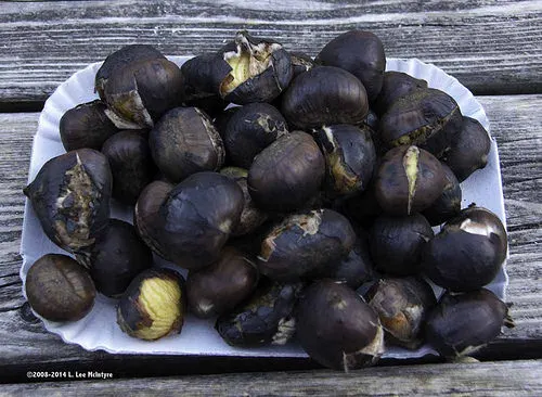 Roasted chestnuts end the Törggellen feast in South Tyrol Photo: Lee McIntyre