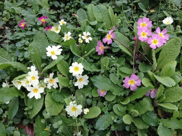 Primroses in North Devon Photo: Heatheronhertravels.com