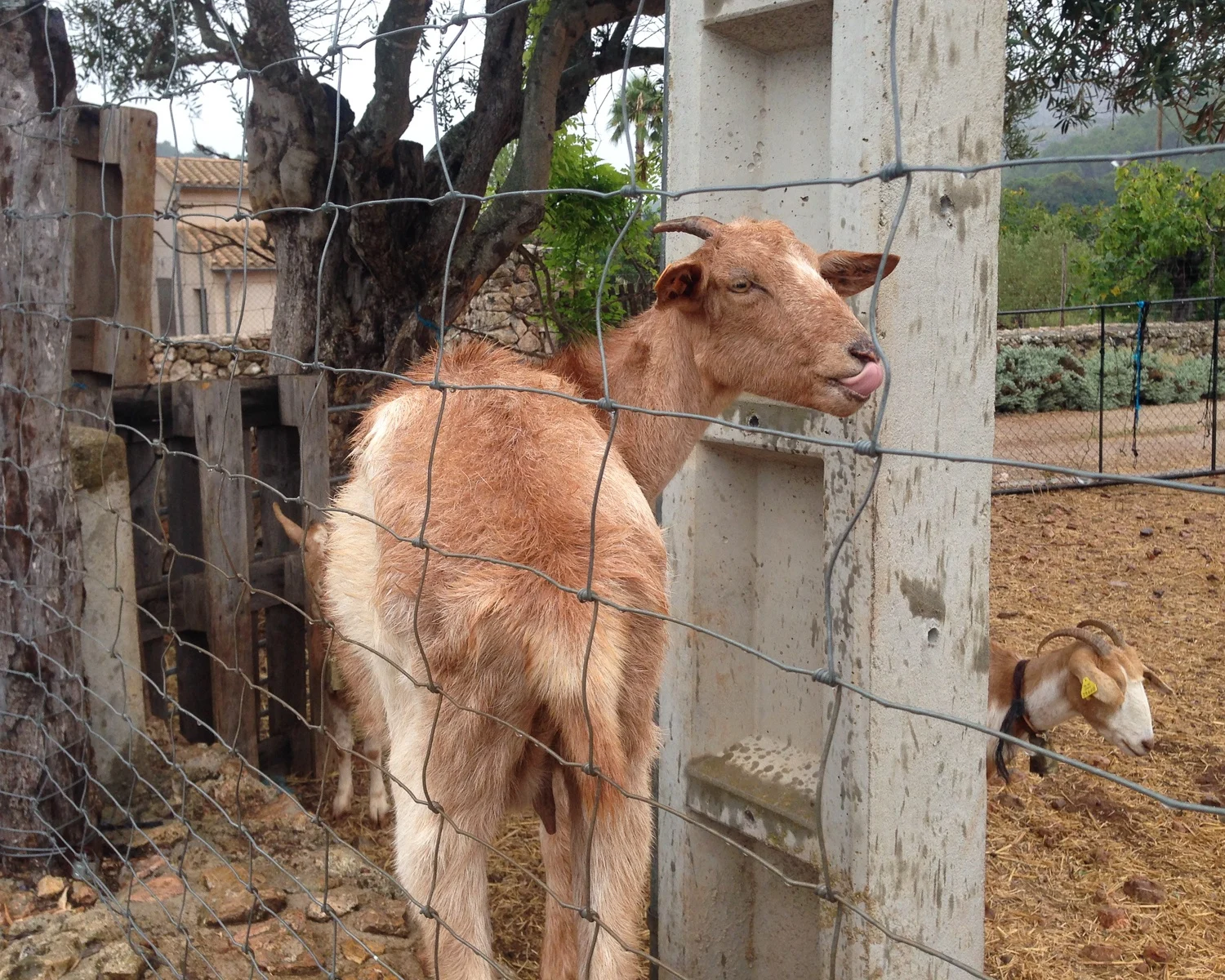 Goats on the Dry Stone Route Mallorca Photo Heatheronhertravels.com